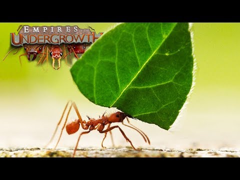 Ant Simulator | The Leaf Cutters - Empires Of The Undergrowth - Ep8