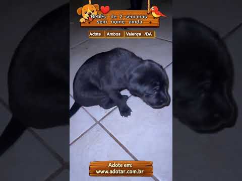 Vídeo de Bebês de 2 semanas sem nome ainda