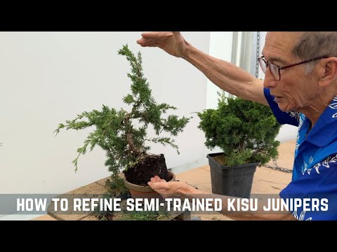 How To Refine Semi - Trained Kisu Junipers