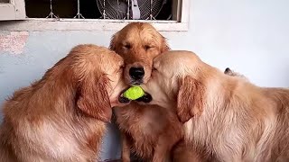 These golden retrievers will make you laugh your ASS OF - Funny dog compilation