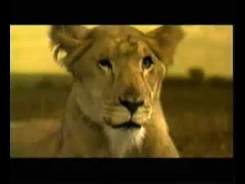 Sedal Anti-Sponge haircare