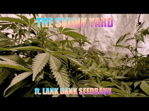 The Skunk Yard ft Lank Dank Seed Bank