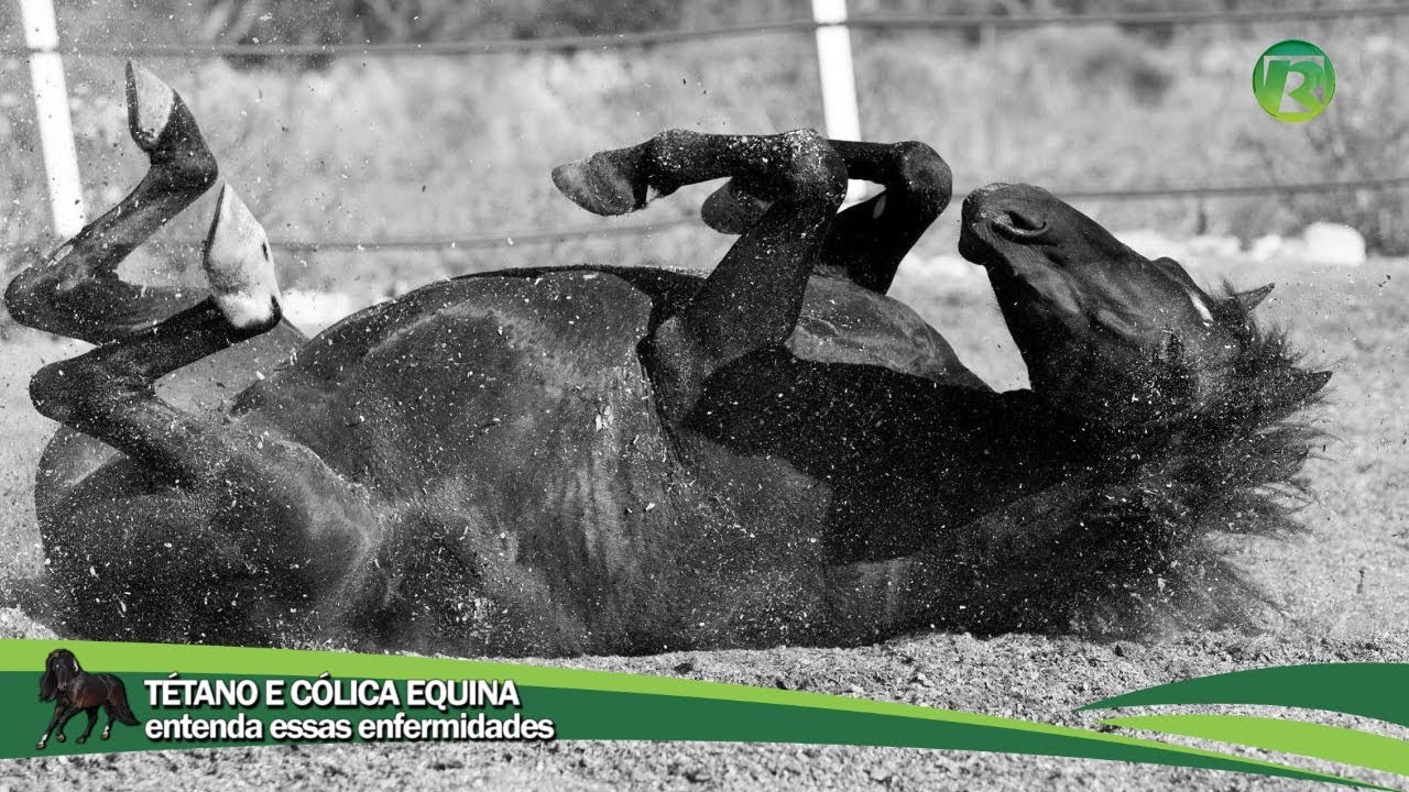 TÉTANO E CÓLICA EQUINA   entenda essas enfermidades