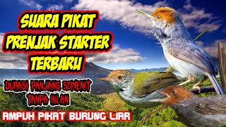 Download lagu Suara pikat prenjak starter terbaru ampuh pikat segala burung liar z03 mp3 Download lagu Suara pikat prenjak starter terbaru ampuh pikat segala burung liar z03 mp3