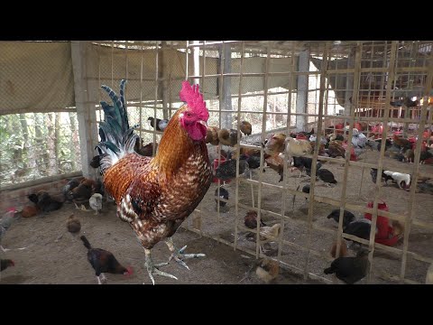 , title : 'Local Chicken Farm For Meat - Best Ways To Make Money - Best  Ideas'