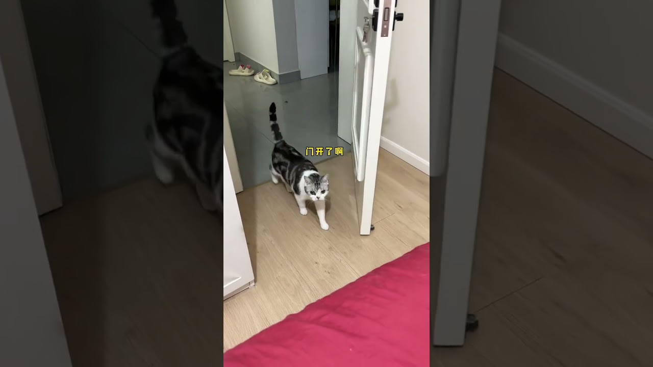 孩子为了要口吃的真是不容易,跟我卡bug呢~ #萌宠  #小猫