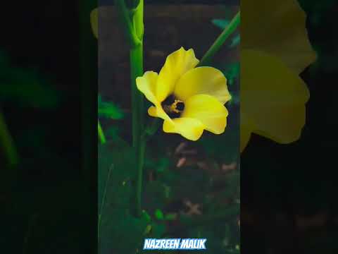 short video# natural video graphy 🌅#flowers #nature# nazreen malik