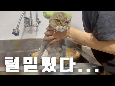 하악질 한번 안하는 0.00001% 고양이