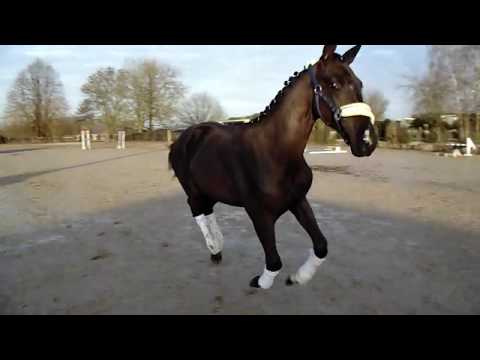 Belle-Antis *Lover (Bon Coeur 1389  x Lord loxley I ) 2017 Stute .