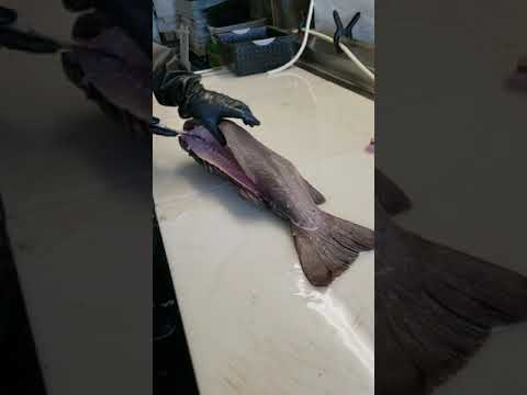 New Zealand Seabass Groper being processed