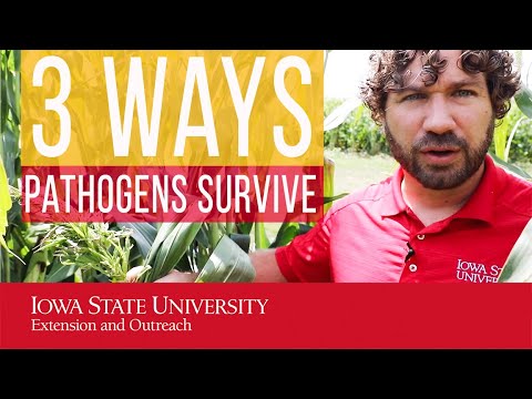 3 Ways Pathogens Survive With Examples