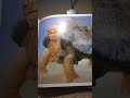 Old Turtle