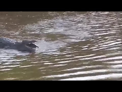 Croc catches en releases a terrapin. Kruger-Salati Sunrise: Oct 26 2022, 7:45 AM SAST, africam.com