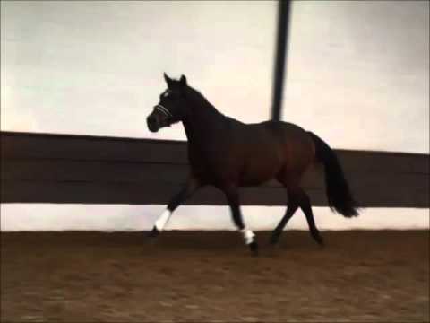 "NETFLIX" 2j. DR Hengst v. Nutrix zu verkaufen