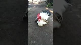 Download lagu Sepasang Indukan Ayam Kate Chabo Blacktail #ayam #ayamhias #chabo #kate #blacktail #shorts mp3