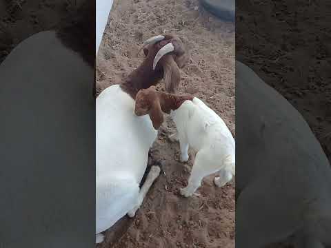 LINDOS EXPOSIÇÕES de Animais Expo potengi Ceará cuida 