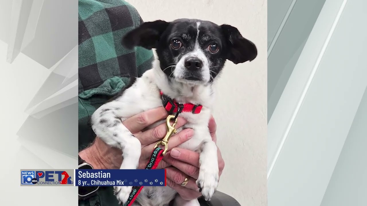 Enlarge Sebastian, a ADOPTABLE mixed breed in Albany, NY video 1/1