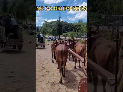 NOSSO AMIGO VANDO DO SABINO EM SAO JOAO DA MATA ! #boiadeiro #roça #tradição #carreiro #carrodeboi