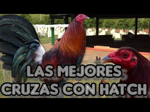 The best crosses with hatch @elpoderdelpollo2342