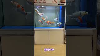 Download lagu Luxury Aquarium with Beautiful Koi Fish & Arowana | Peaceful Home Decor Fish Tank #trending #short mp3