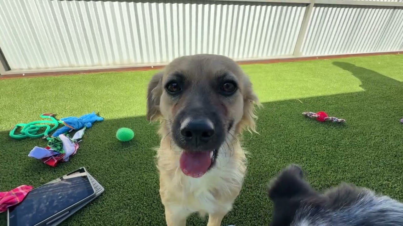 Enlarge Sonya-The sweetest Walmart greeter ever, a ADOPTABLE mixed breed in Austin, TX video 6/6