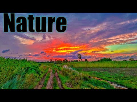 Palak Tak Best Hindi Song | Beautiful village Nature Video