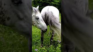 Download lagu Horse mating behind the scene video 70 mp3