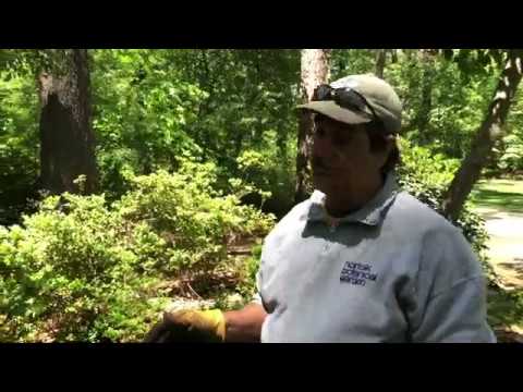 AZALEA PRUNING RENOVATION