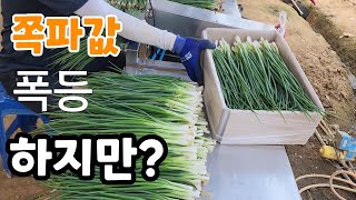 쪽파값 폭등 ? 깐쪽파1단 얼마야? 하지만 선착순