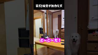 なぜか家だと嗅覚が無力すぎる愛犬 #グレートピレニーズ #大型犬 #愛犬 #かわいい犬 #greatpyrenees