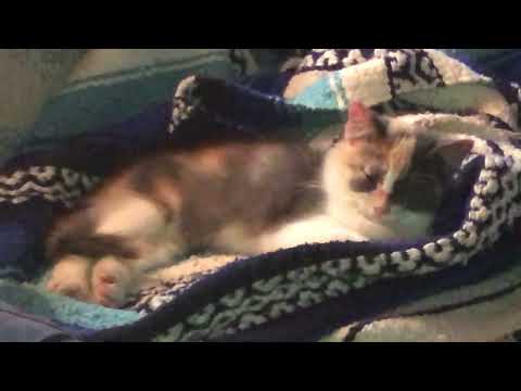 Rescue Kitty Angel Smile ❤️❤️❤️ 🪽🪽🪽