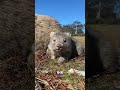 Das Ist Der Wombat Wombat Tiere Beuteltier Tierfakten