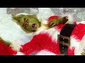 Il Cuore Del Grinch Diventa Grande Il Grinch Clip In Italiano