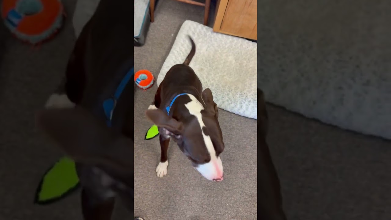 Enlarge Prairie, a Adoptable mixed breed in Long Beach, WA video 4/4