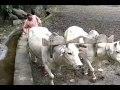 Om Namah Shivay - Babaji.flv 
