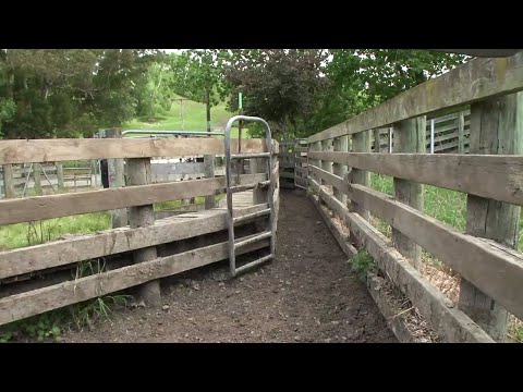 New Zealand poplar farm milling - why mill your own trees