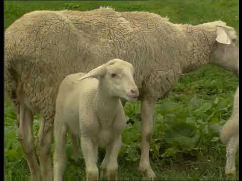 Komovi crnogorske planine