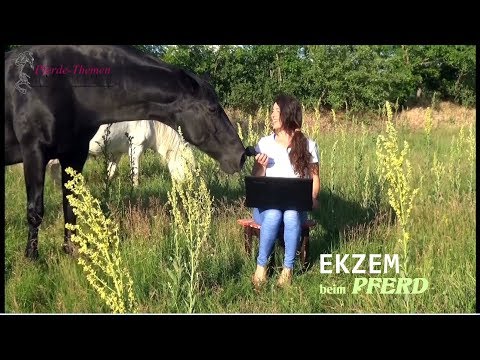 Die klinischen Fotos von der Schuppenflechte Die Schlamme kryma die Schuppenflechte