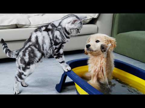 YouTube 썸네일