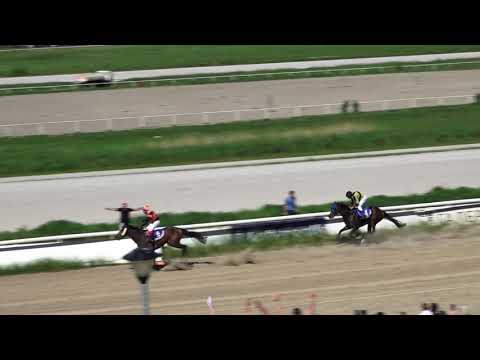 Trka Dragan Čergić Amigo - 09.05.2021. - Hipodrom Beograd