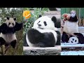 Panda - Cute Panda Funny Moment Videos Compilation #panda #funnyanimals #pandavideo #cutepanda