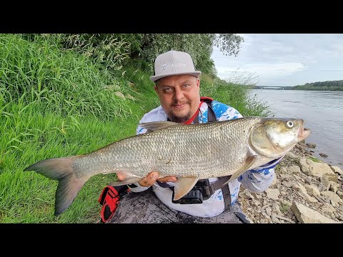 SUMY, BOLEŃ i NIESAMOWITY SZCZUPAK  Z WISŁY