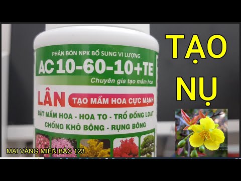 🔴 QBS22226 - TẠO MẦM HOA MAI VÀNG 0942456100|| HƯỚNG DẪN CÁCH SỬ DỤNG PHÂN TẠO NỤ MAI VÀNG 10-60-10