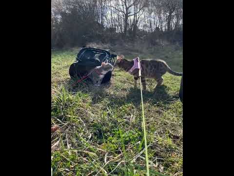 First time outside with Yakari