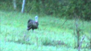 preview picture of video 'Turkey Hunting Pa 2012'