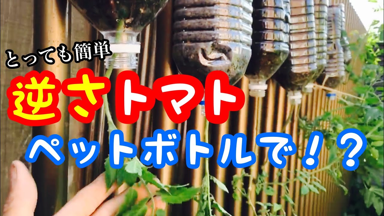 【逆さで育てる】ミニトマトのペットボトル栽培！ベランダでとっても簡単、家庭菜園