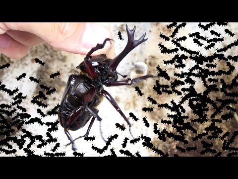 カブトムシをアリの大群に放り込んで始末する