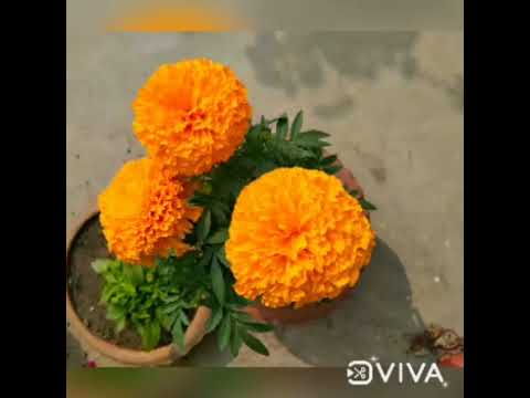 I love nature. singer-Bidisha Kar. Video- Manisha Kar