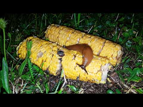 Filming Corn Nailed to the Ground Until It's Gone