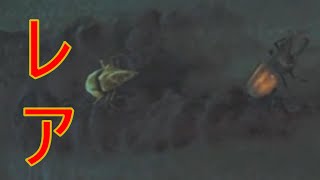 ドスヘラクレス&ゴールデンヘラクレス同時捕獲！【モンハンワイルズ　レア環境生物】